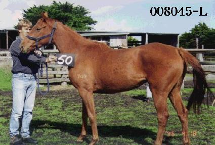 ���������� ����