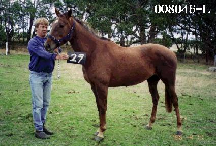 ��õ ����