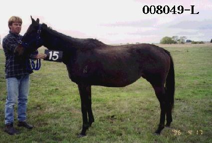 ������ ����