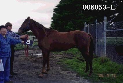 ���ǵ��� ����