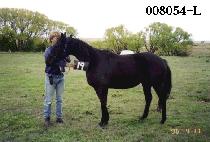 ����ŷ (BLACK KING) ����