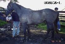 ��Ų�� (MCKINLEY) ����