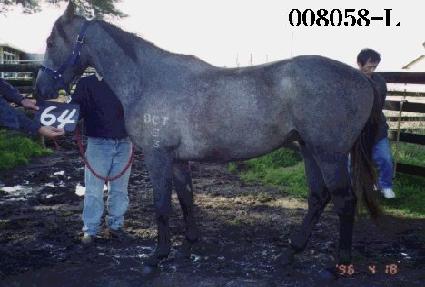 ��Ų�� ����