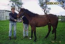 ������ (PALJINBONG) ����