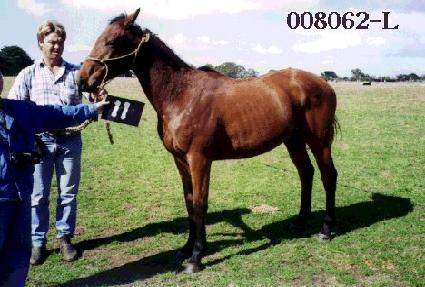 ������ ����