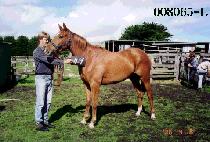 ���� (BOY) ����