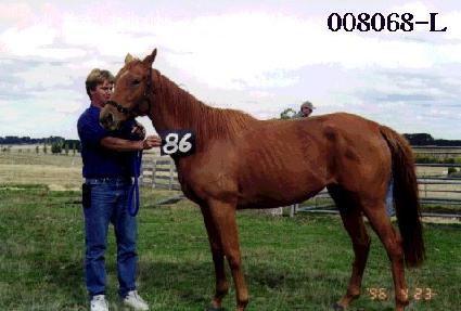 ������ ����