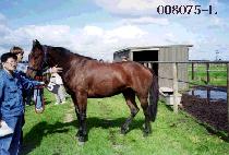 ũ�ιٷ��� (CLOVER LAND) ����