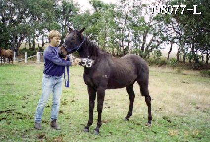 �򷱴� ����