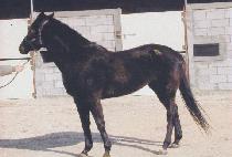 ��ġ (DAECHI) ����