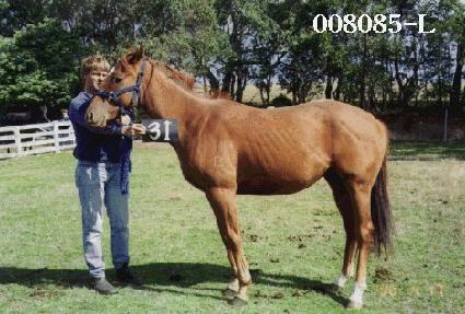 �Ѹ����� ����