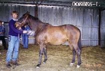 ����� (OTTIMO) ����