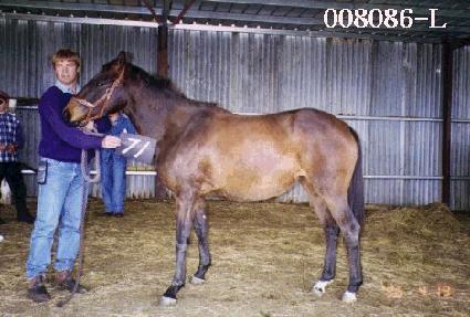 ����� ����