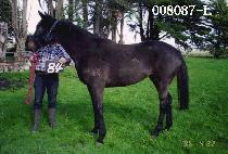 ����Ƽ�� (ROCKETEER) ����