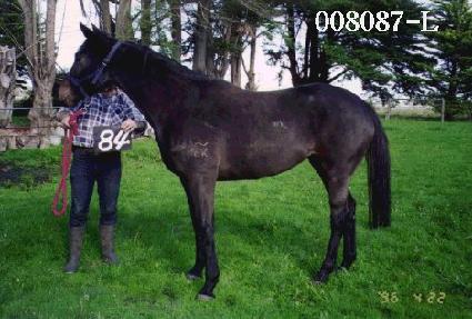 ����Ƽ�� ����