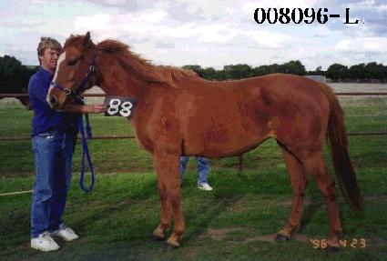 ������ ����