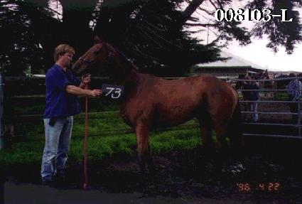 ���� ����