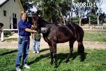 ���� (BERRING) ����