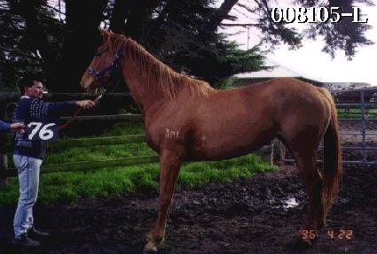 ������ ����