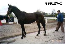 ��õ���� (KWACHON CHANGA) ����