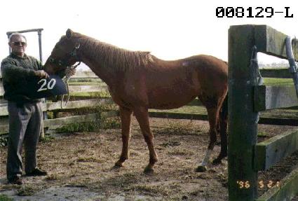 ������ ����