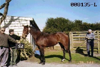 ���� ����