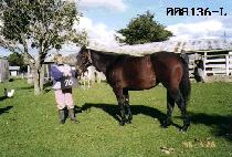 ������ (BLACKJACK) ����