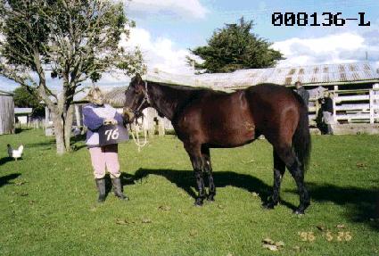 ������ ����