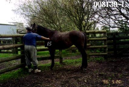 ���굵 ����