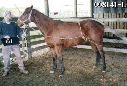 ������ ����