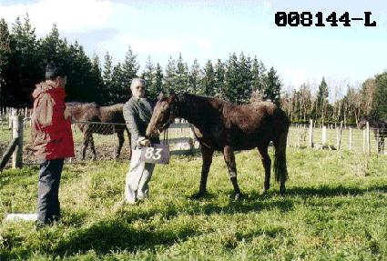 ������ ����