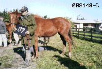 ������ (QUEEN VISION) ����