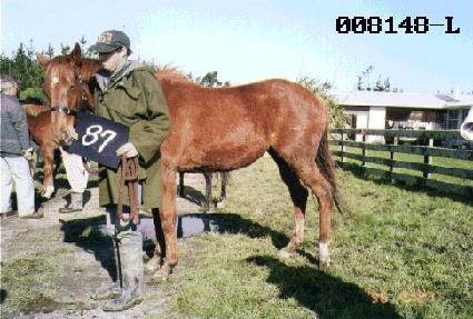 ������ ����