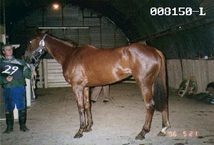 ������Ƽ�� ����