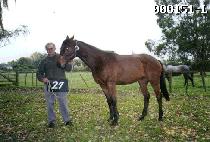 ���� (DEOPGOK) ����