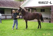 ���� (BOGEOM) ����