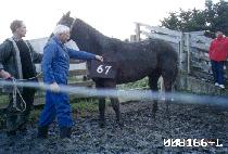 ����� (WOLCHOOLSAN) ����