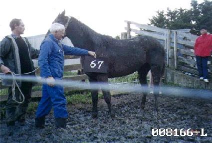 ����� ����