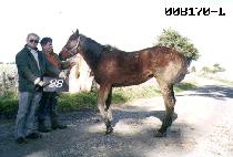 �������� (GYODONGMANIM) ����