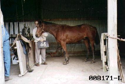 ������ ����