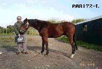 ��� (HELLO) ����