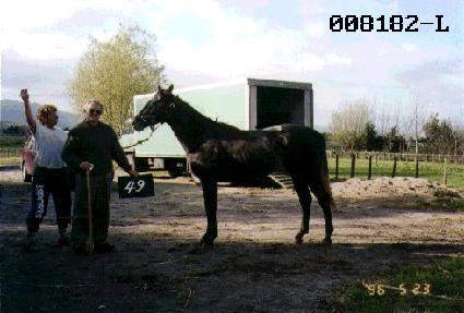 �����屺 ����