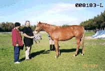 ŷ��Ÿ (KING STAR) ����