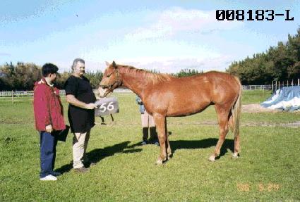 ŷ��Ÿ ����