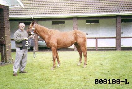 ���� ����