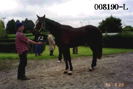 ���������� ����