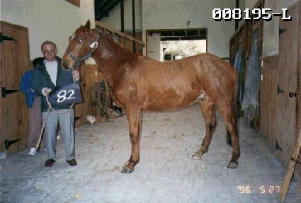 ���� ����