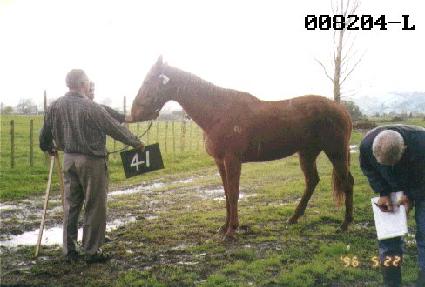 �ֻ�� ����