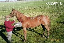 �ʷϹٴ� (CHOROKBADA) ����