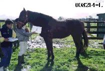 �ڸǴ� (COMMANDER) ����